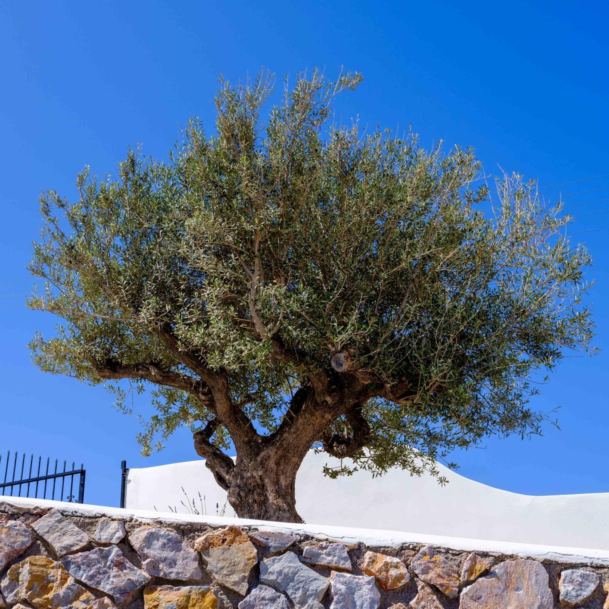 Santorini C Villa Φηρά Εξωτερικό φωτογραφία